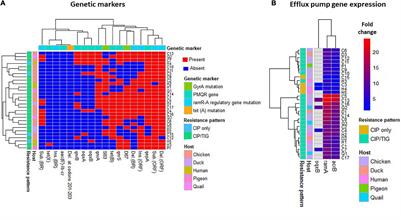 Extensive Drug-Resistant Salmonella enterica Isolated From Poultry and Humans: Prevalence and Molecular Determinants Behind the Co-resistance to Ciprofloxacin and Tigecycline